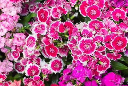 ARTA Sweet William Mix Flower Seed