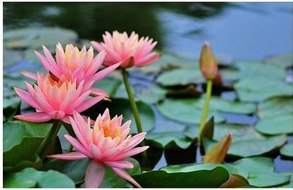 VibeX NBIR-76 - Viable Mixed Colors Aquatic Water Lily - (90 Seeds) Seed