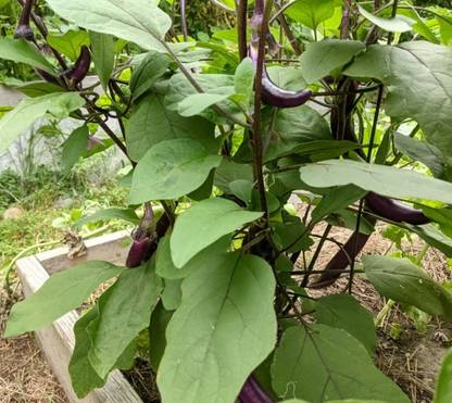 CALIBER Chinese String Eggplant Seed