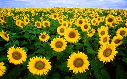 Arshiayat Suryamukhi Seeds 10 Seed