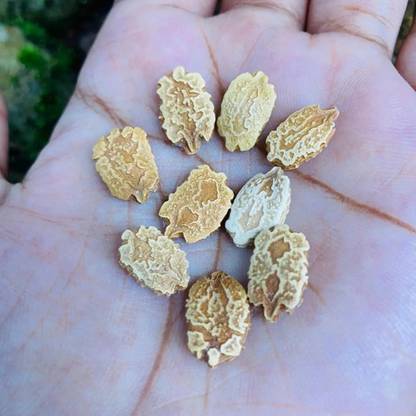 PMA Bitterguard Seed, Organic Vegetable Seed, Korola Hybird Seed