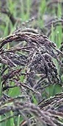 sbseeds BLACK RICE Paddy Seed 1KG Seed