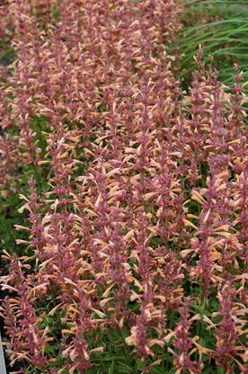 VibeX ® XLR-217 Hummingbird Mint Anise Hyssop Seed