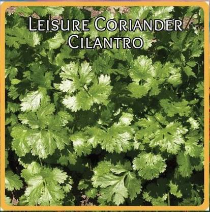 VibeX ® XXL-117 Cilantro Seed - Non-GMO Heirloom Seed