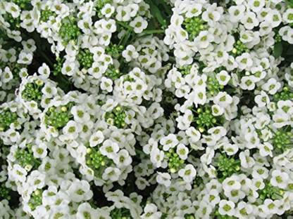 BDSresolve allyssum flower/alyssum seed 19 Seed