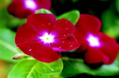 CORUS Jaio Dark Red' Vinca Flower Seed