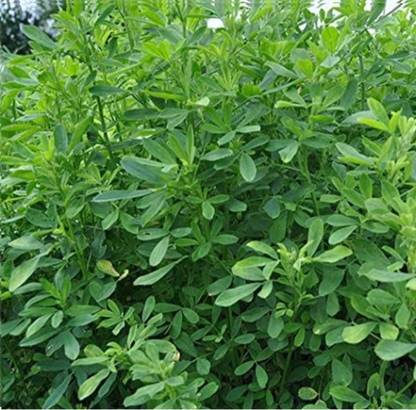 HYBRID 1kg barsim seeds Malti cutting animal grass seeds more milk and soft green grass Seed