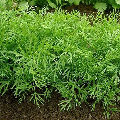 VibeX ® XXL-37 Bouquet Dill Seeds Seed