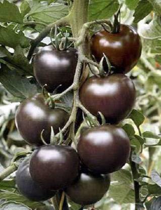 TRICONE Hybrid Syngenta Black Tomato Plant Seeds 225 Beej J25 Seed
