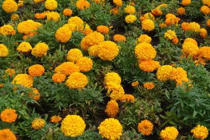 Ashish marigold,gende ka phool seeds Seed
