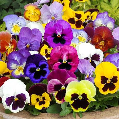 CYBEXIS Flower Seeds : Pansy Double Full Mixed Seed