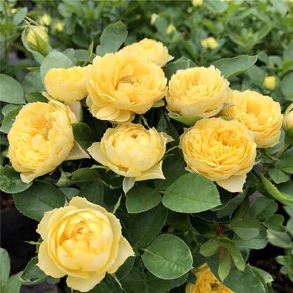 VibeX Rose “Canary” Yellow Color Seed
