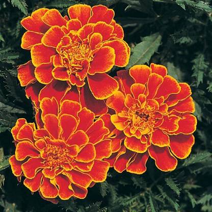 VibeX ® RXI-160 Marigold Queen Sophia(Orange) Seed
