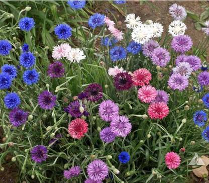 KANAYA Colorful Cornflower Seed