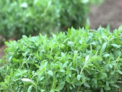 GEZ Sugar Thulasi/Stevia Plant Seed