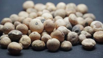 arasutraders Thetran Kottai,Clearing Nut,Nirmali,Tettamparal,Chillachettu,Clearing Nut, Seed