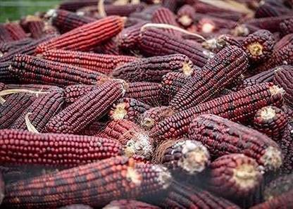 VibeX ® VMR-780 Bloody Butcher Dent Red Corn Seed