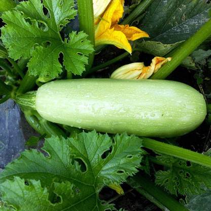 KNESSiN VII-90 Zucchini Marrow Squash Seed