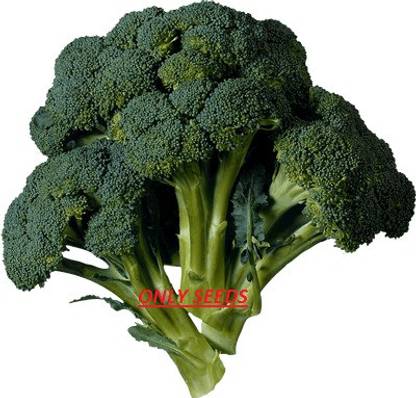 AK AGRO HYBRID SEEDS Brockley Seed