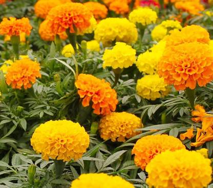 VibeX VXI-70 - Marigold - Crackerjack Mix - (750 Seeds) Seed