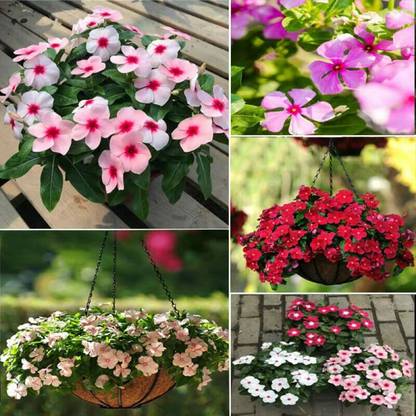 Aywal Vinca Seed