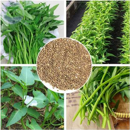 WILLVINE NDIR-115 Brown Wạtér Spinạch Seed Seed