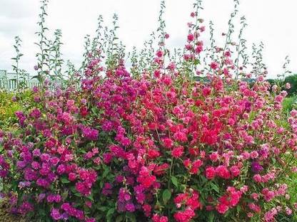Paudha Clarkia elegans double mix Seed