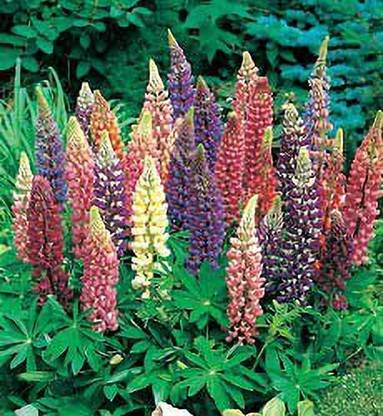 AXAQI Lupin (Gallery Series) Flower Plant Seed