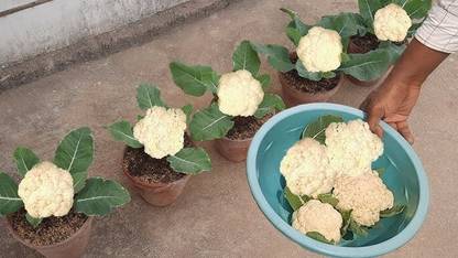 DEYS AGRO ™ cauliflower seeds,f1 hybrid coliflower|phool gobhi vegetable Seed
