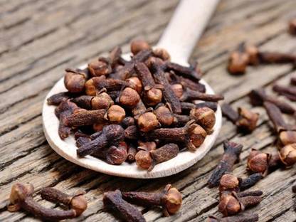 WILLVINE KGF -39 Clove Seeds Syzygium Aromaticum Seed