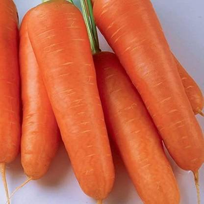 VibeX ® RXI-75 Japanese SHIN KURODA Carrot Seed