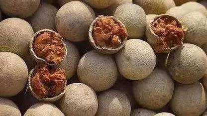 Chalisa Wood apple, Bel fruit, Kaitha, Katbel, Beal Fruit Seed