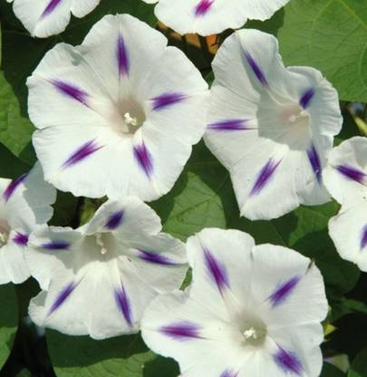 ZIXA Ipomoea seeds, Ipomoea Milky Way Seed