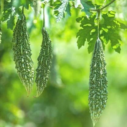 SREE Karola Seed