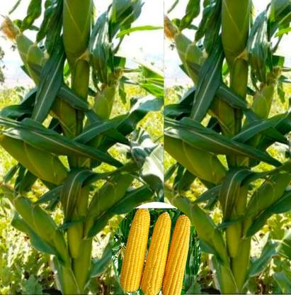 হাইব্রিড 100g, F1 হাইব্রিড ভুট্টা, ভুট্টা, মক্কা বীজ সর্বোচ্চ ফলনশীল বিভিন্ন ধরনের লম্বা ভুট্টা সেরা সীড