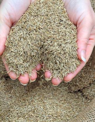 BDSresolve American grass seeds for lawn PACK OF 3026 Seed
