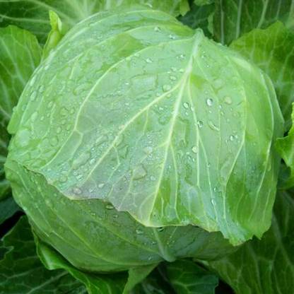 CYBEXIS Rare Giant Cabbage Seeds500 Seeds Seed