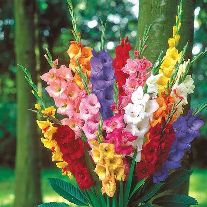 Audbhidhi Gladiolus Seeds Red For home Gardening pack of 5 bulbs Seed
