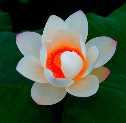 KANAYA India Lotus Seed