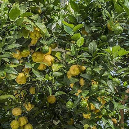 CRGO ™ XII-823 Flora fruit plants sweet lemon-plants Seeds Seed