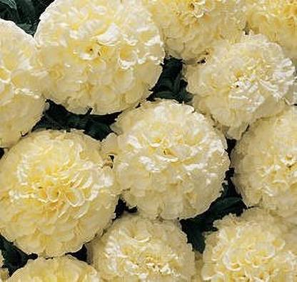 TRICONE Flower Seeds Marigold F1 Hybrid White Vanilla Flower Seeds VX69 Seed