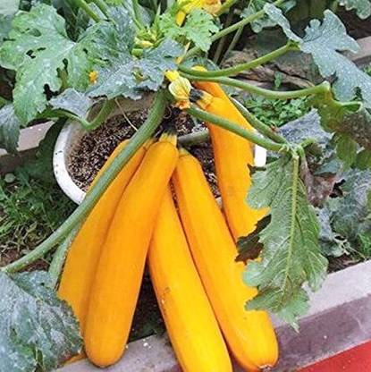 CRGO ZUCCHINI Seed