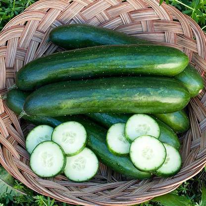 WHYGI GREEN FINGER CUCUMBER SEEDS-CuC_685 Seed