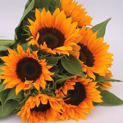 VibeX ® VMR-319 Sunflower Zohar - Organic Flower Seeds Seed