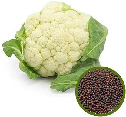 CYBEXIS GBPUT-10 - CAULIFLOWER F1 HYBRID - (450 Seeds) Seed