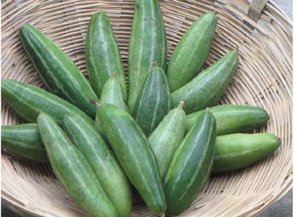 VibeX Hybrid Pointed gourd Seeds,Parwal,Parval[50 Gms, 250 Seeds] Seed