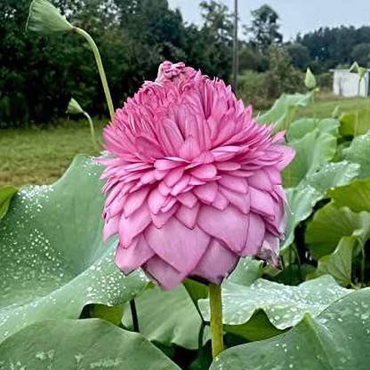 KUMUBON Lotus, Kamal Seed