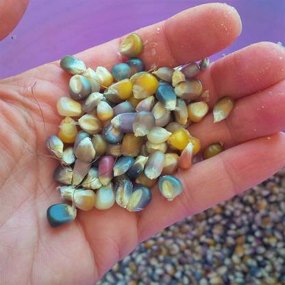 VibeX VXI-70 - Glass Gem Ornamental Corn - (750 Seeds) Seed
