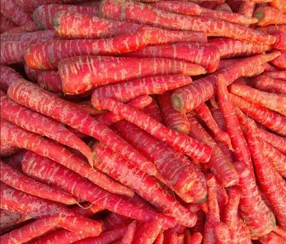 RUDAN Carrot 'Red Samurai' Seed