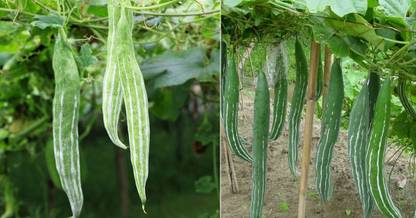 wequality Deshi snake gourd/chichinda vegetable seeds for plant Seed